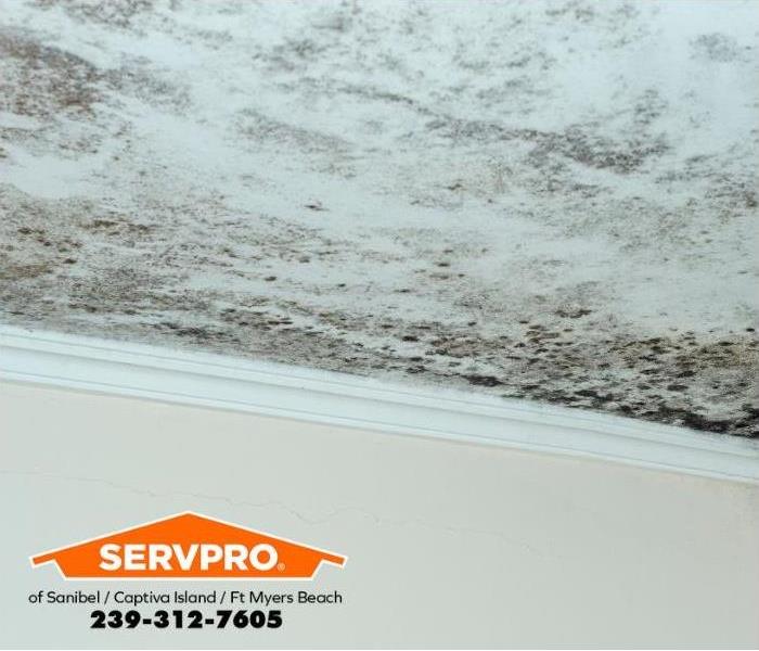 Mold grows on a moist, water-damaged ceiling.